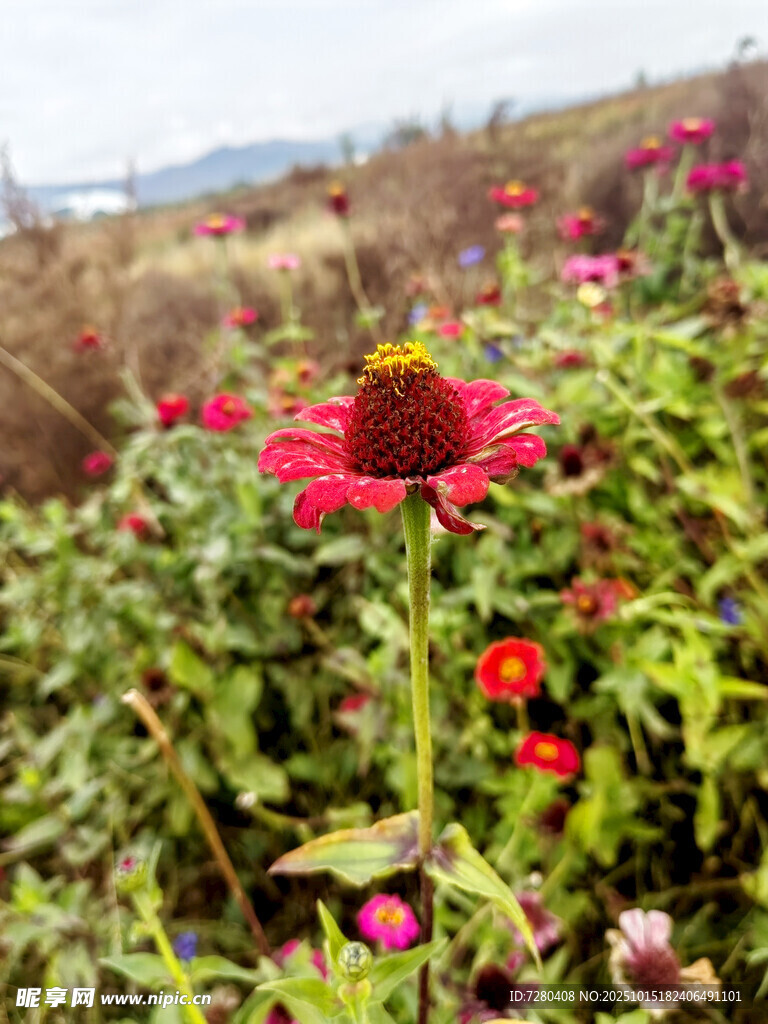 田野中绽放的艳丽花朵