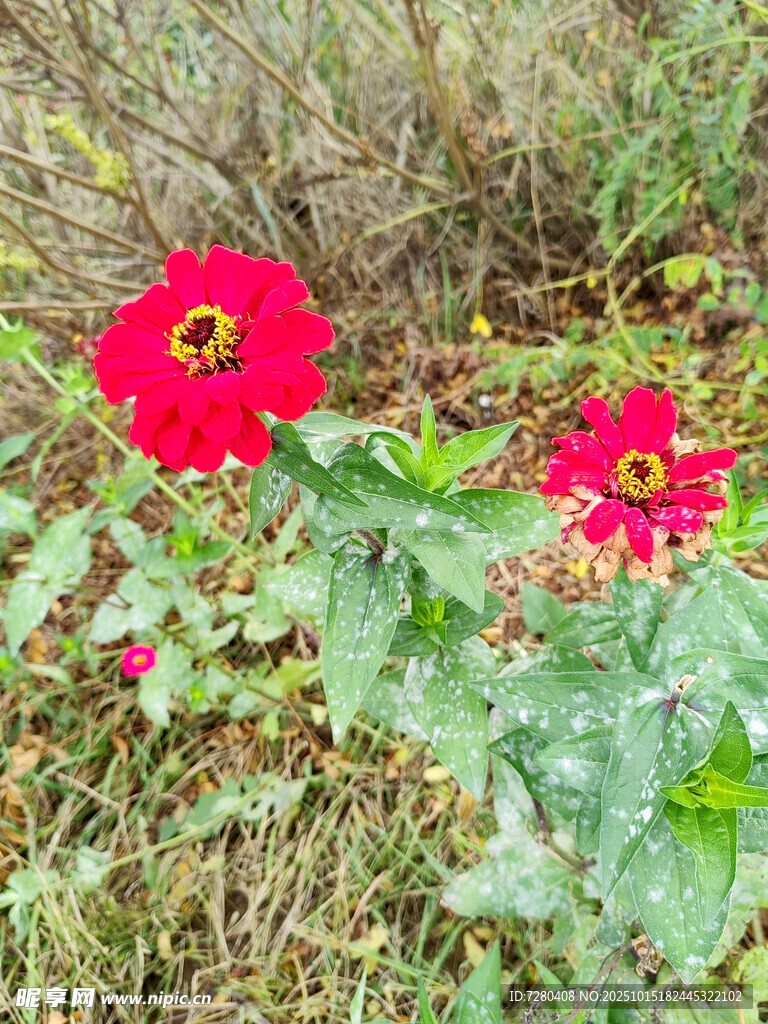 两朵鲜艳红花朵绽于草丛