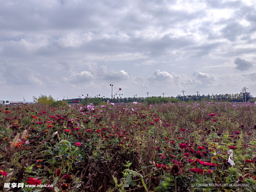 花海美景