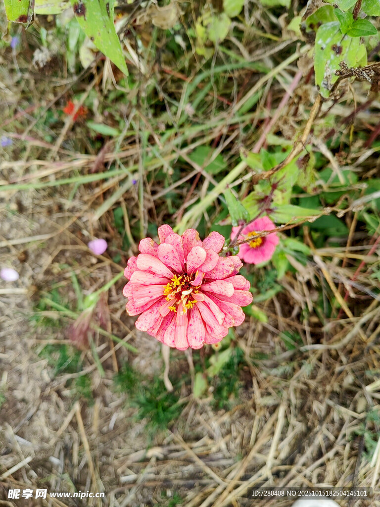 野外绽放的娇艳粉色花朵