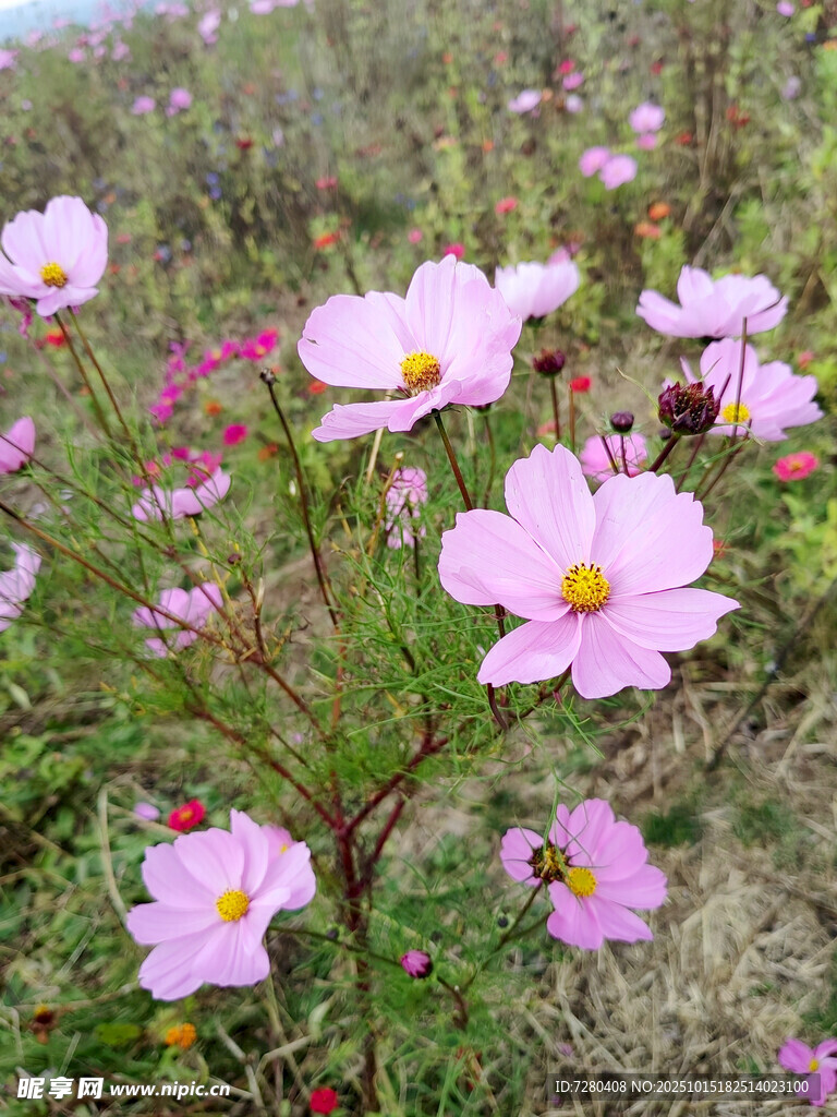 田野中的美丽波斯菊
