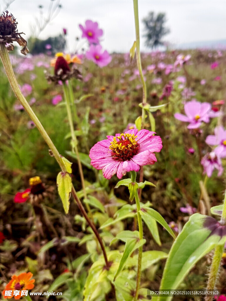 缤纷野花绽放于田野间