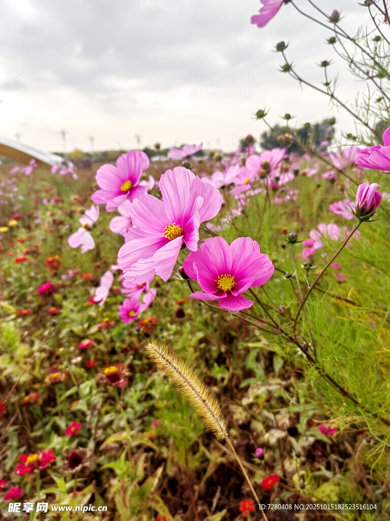 花海烂漫绽放粉色花朵