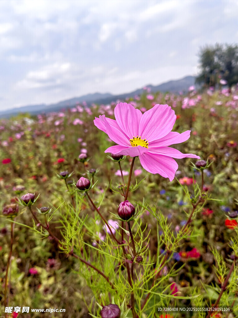 田野中的娇艳粉色格桑花