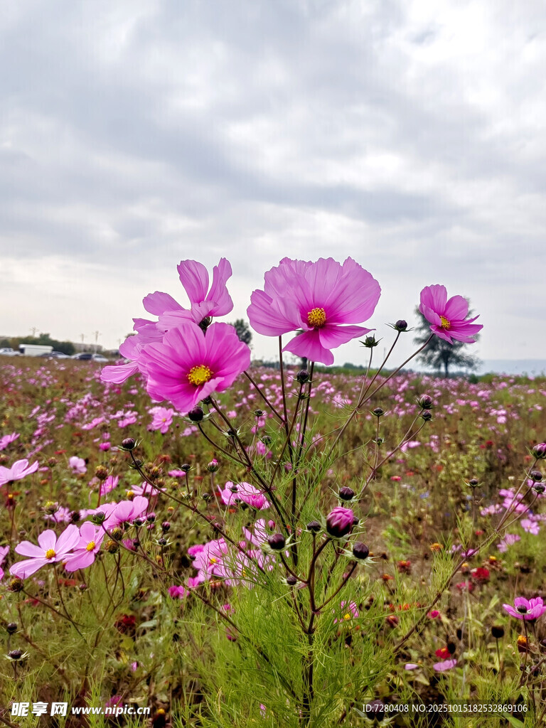 粉色格桑花绽放的田野