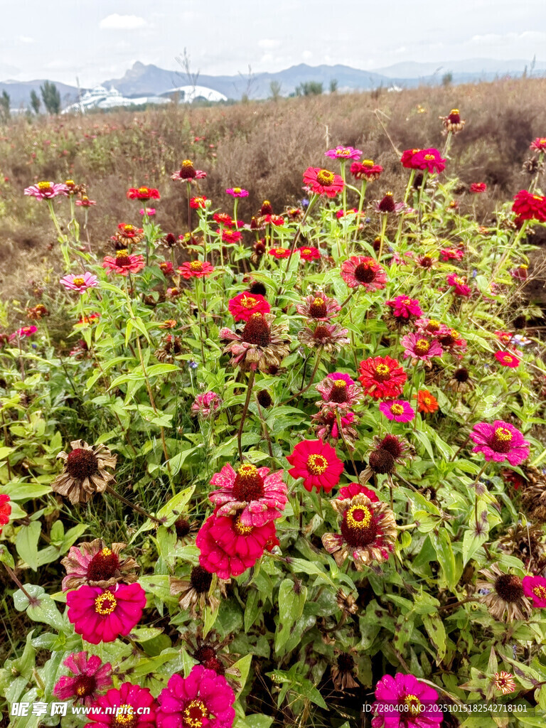 绚烂花田绽放多彩花朵