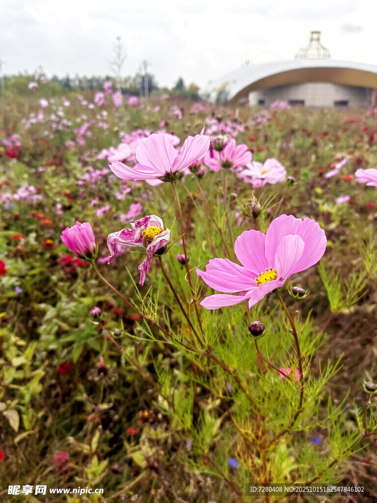 烂漫花海中的娇艳格桑花