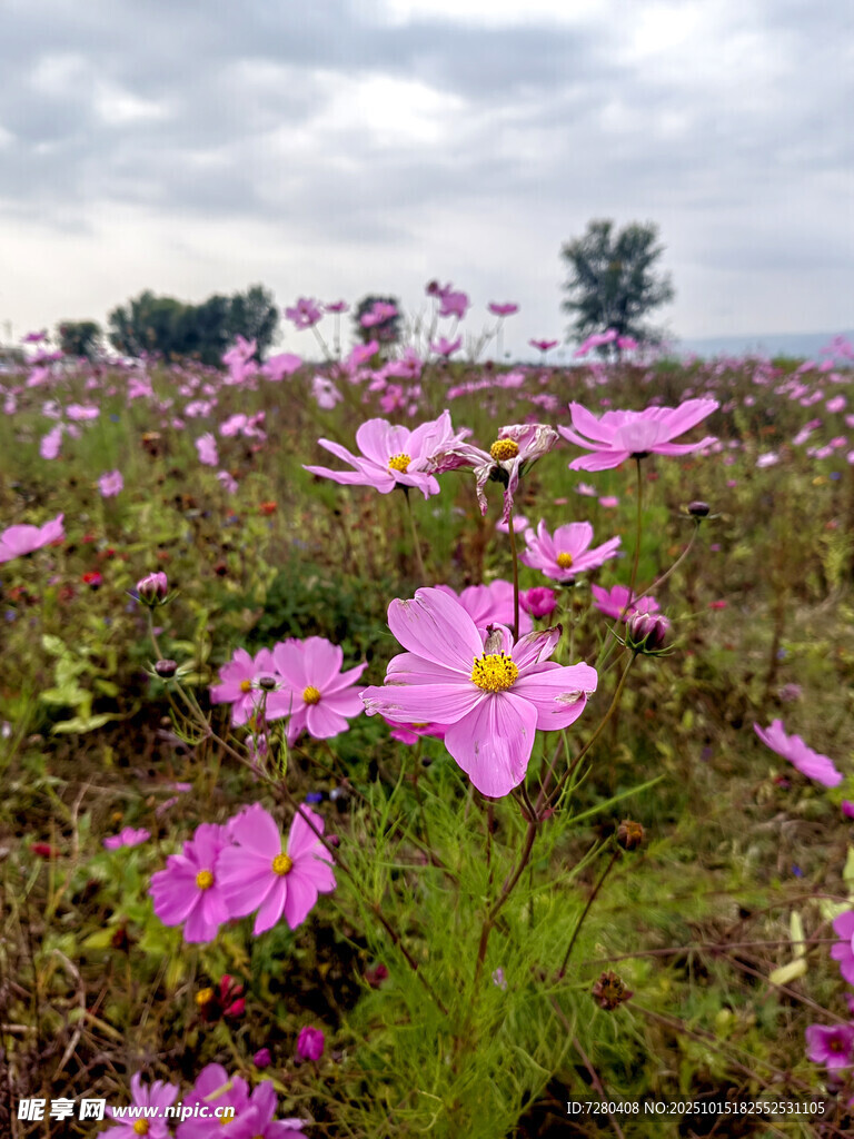 田野中的美丽波斯菊