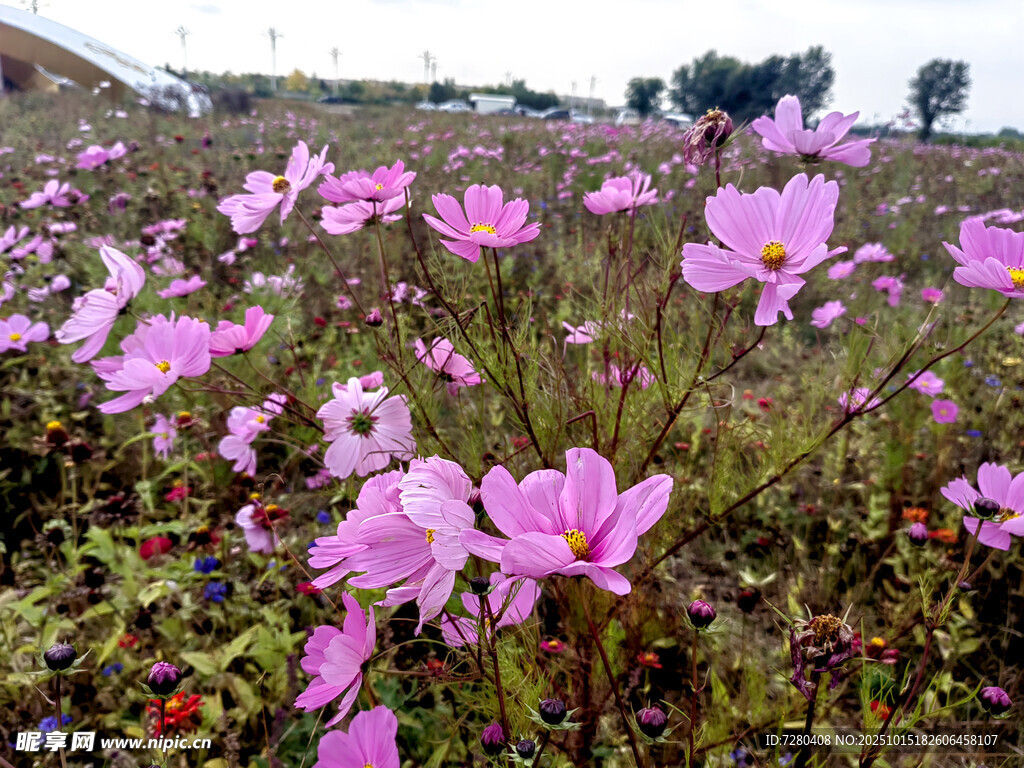 粉色花海绽放美丽瞬间