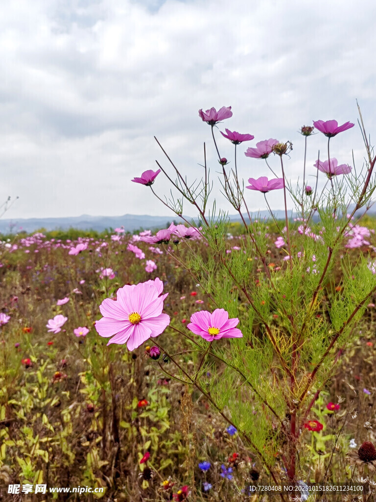 田野中的绚烂波斯菊
