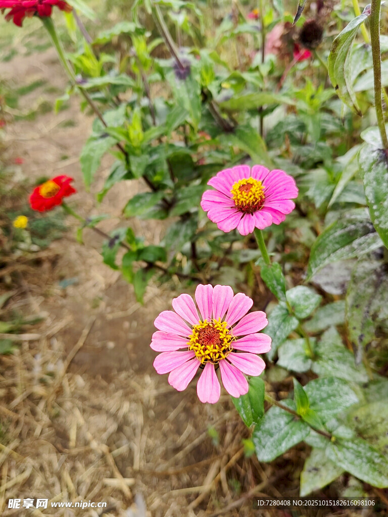 粉色花朵绽放于绿叶间