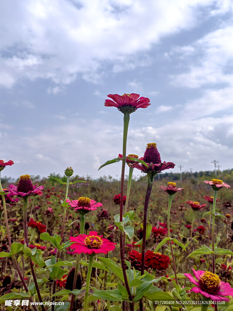 花海中的艳丽花朵