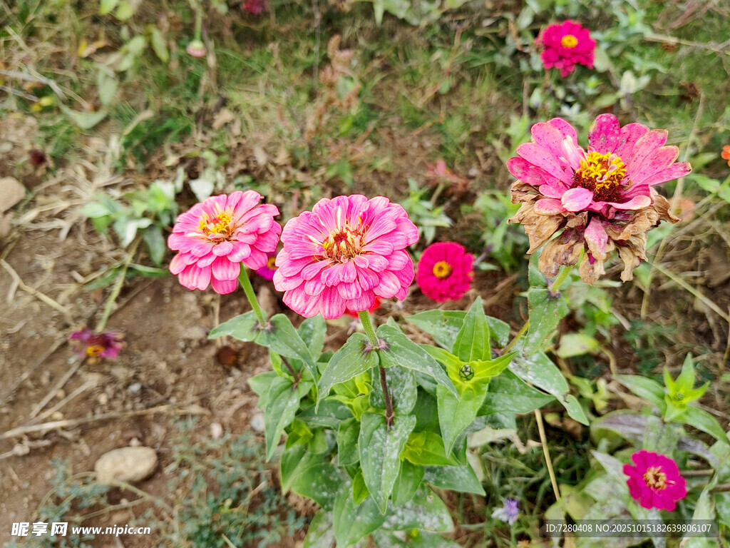 娇艳绽放的多彩百日菊