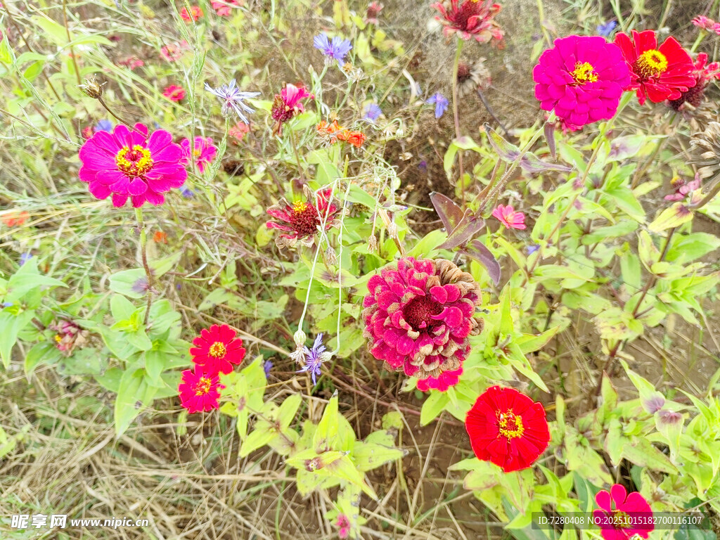 缤纷花丛中的艳丽花朵