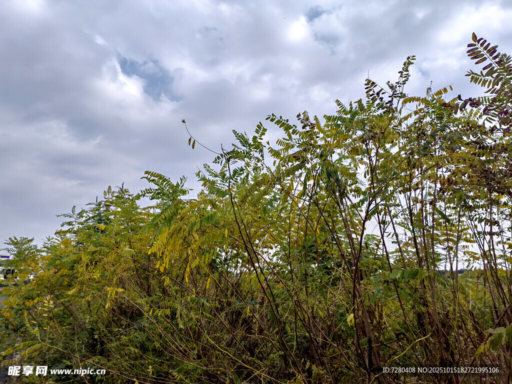 野外繁茂绿植景观