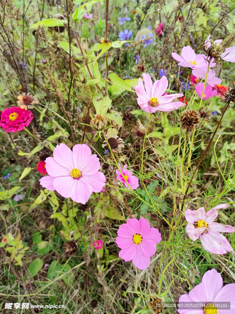 野外绽放的多彩波斯菊