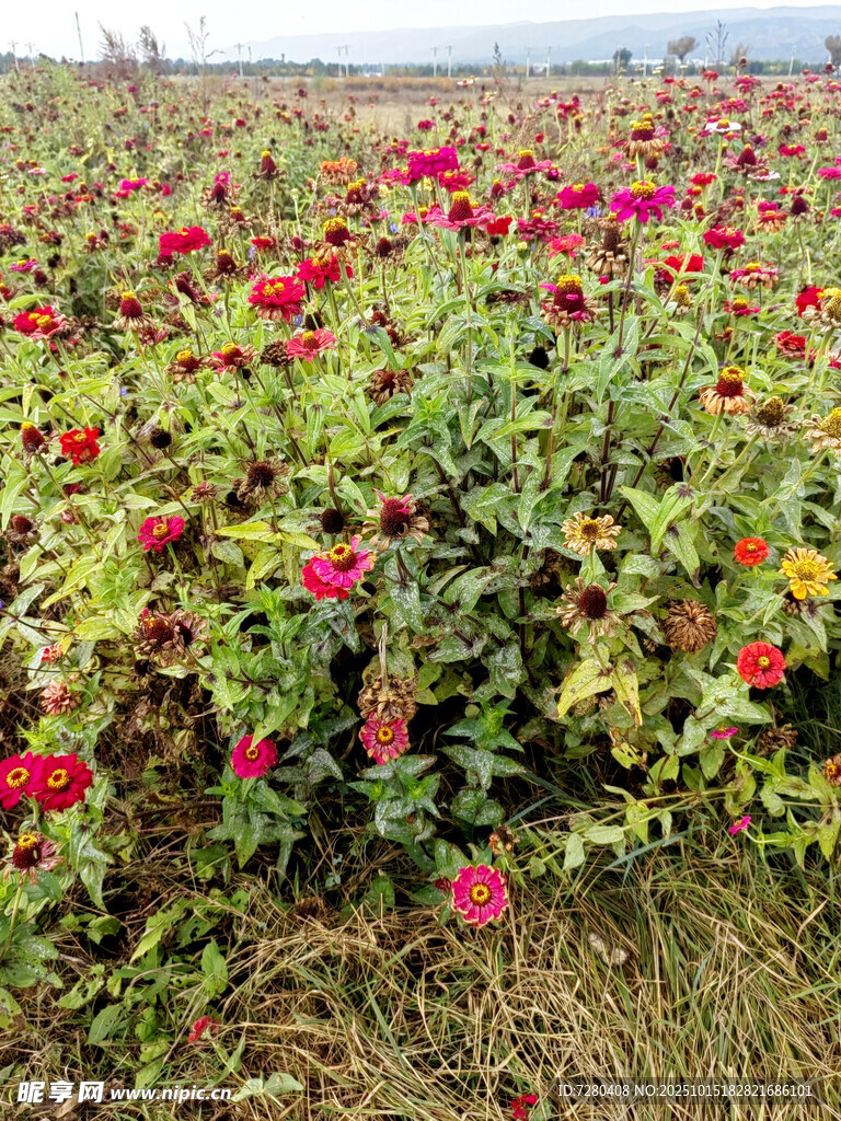 绚烂花海绽放自然之美