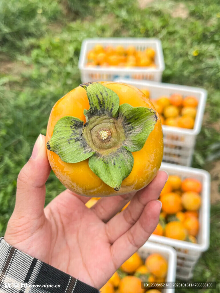 手捧新鲜柿子