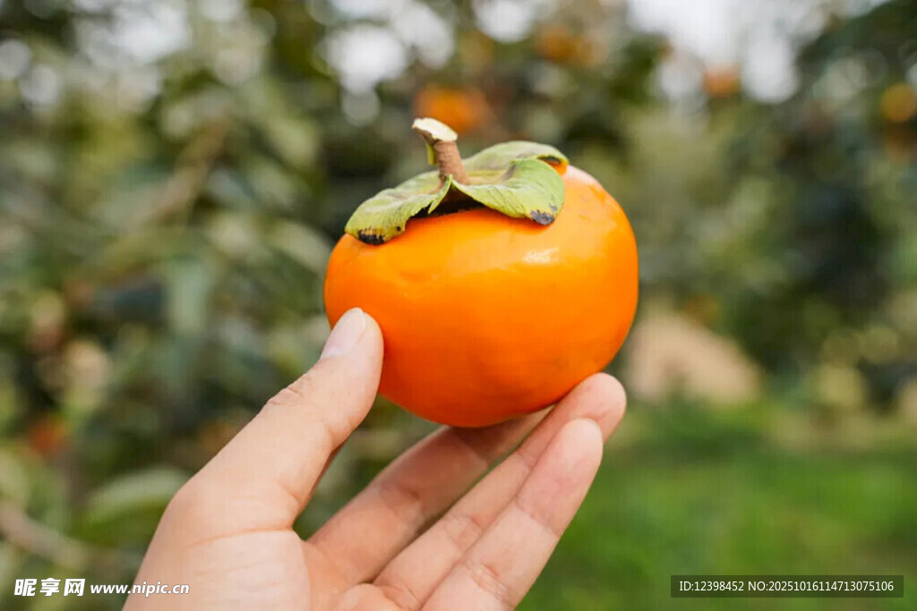 手捧鲜橙柿子