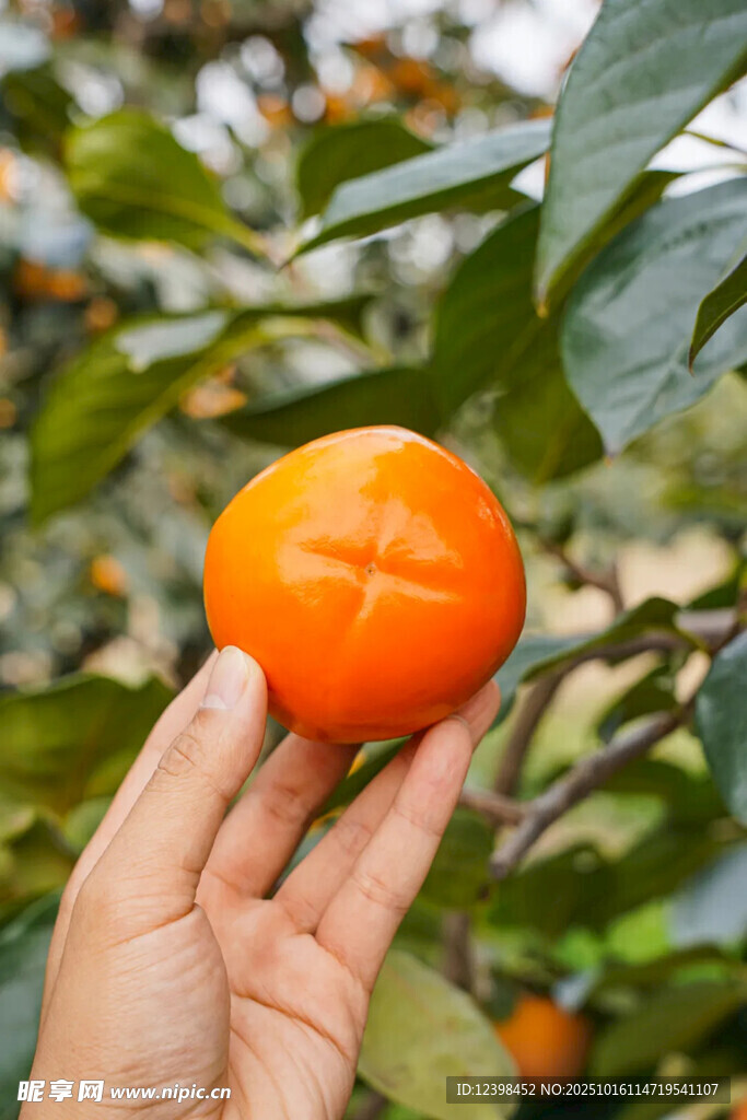 手捧枝头鲜橙柿子