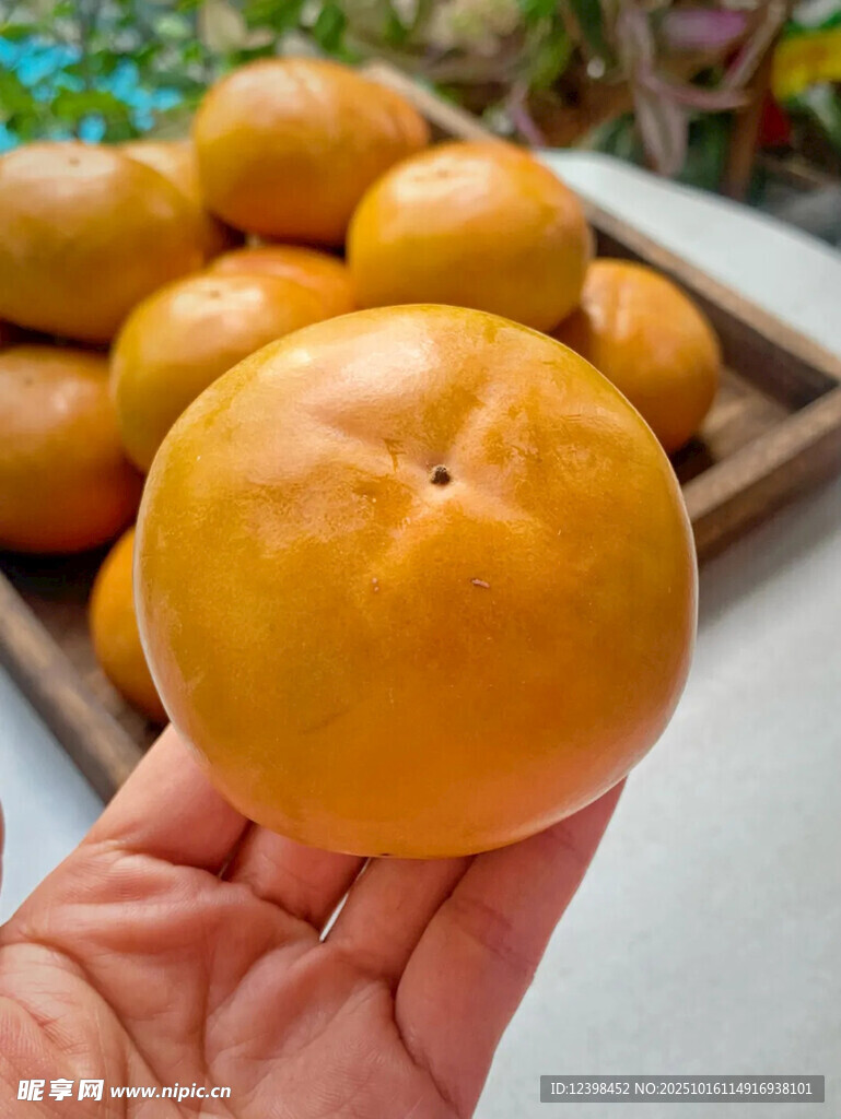 手捧圆润饱满的新鲜柿子