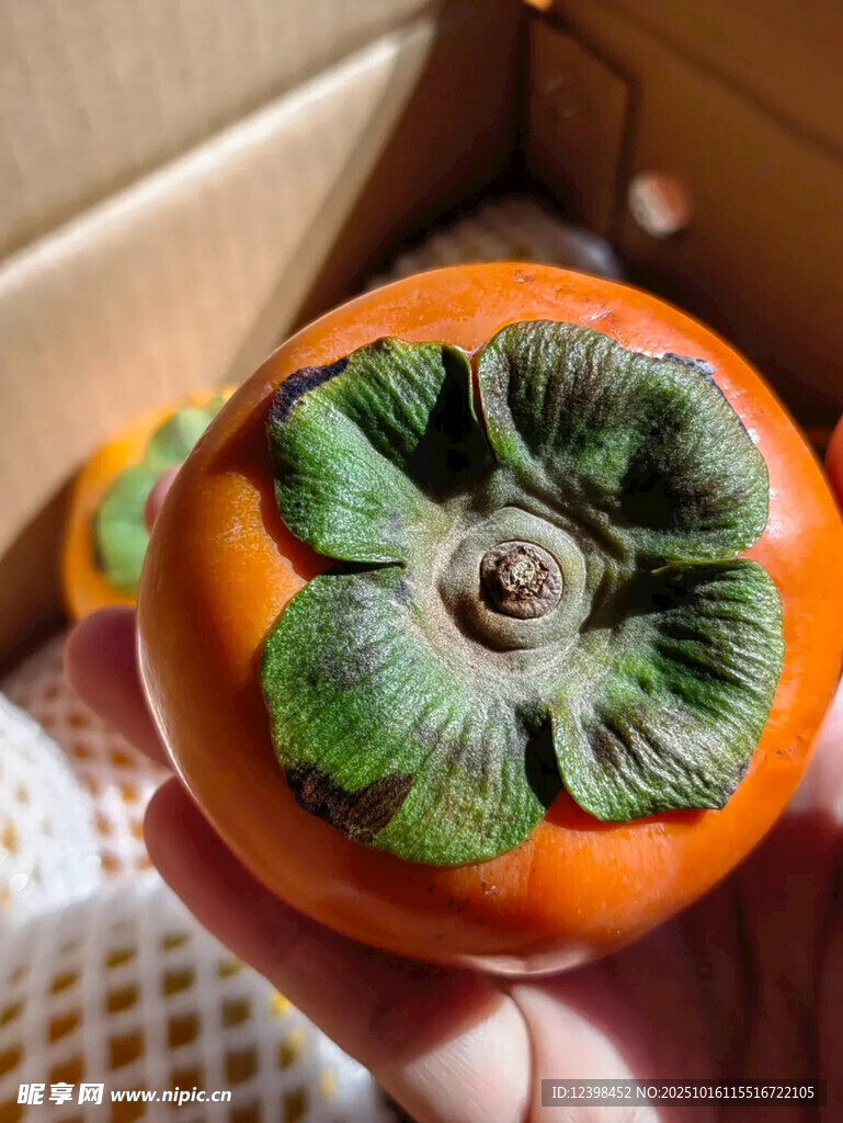 手捧新鲜柿子特写