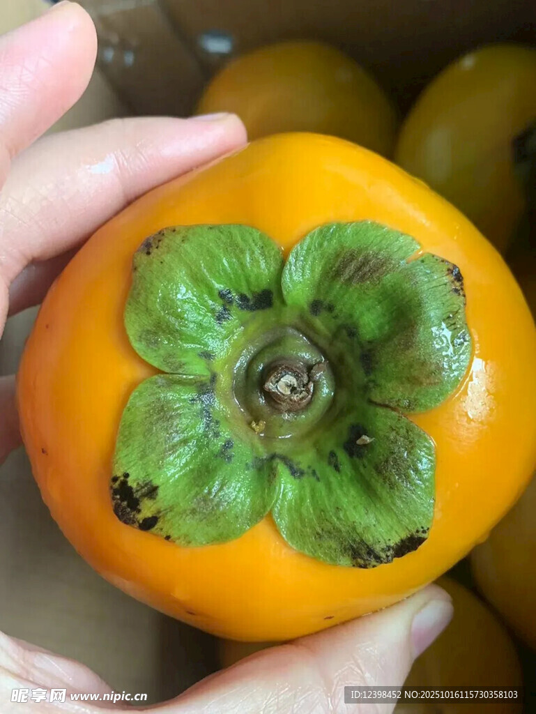 手捧新鲜柿子