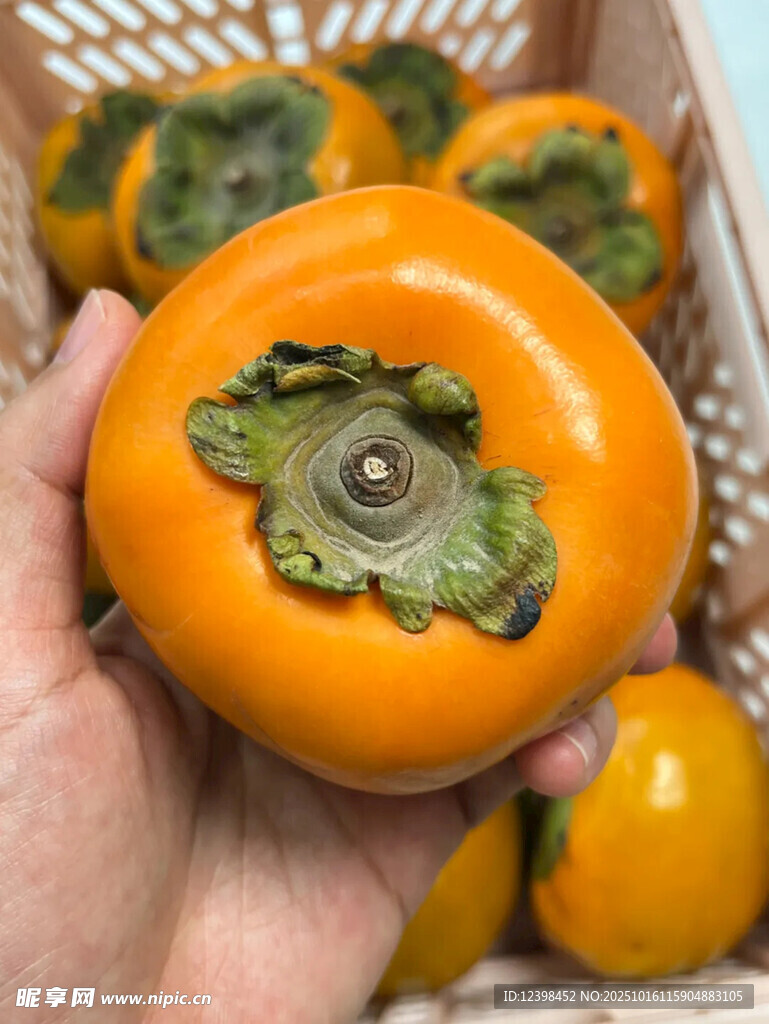 手捧鲜橙柿子
