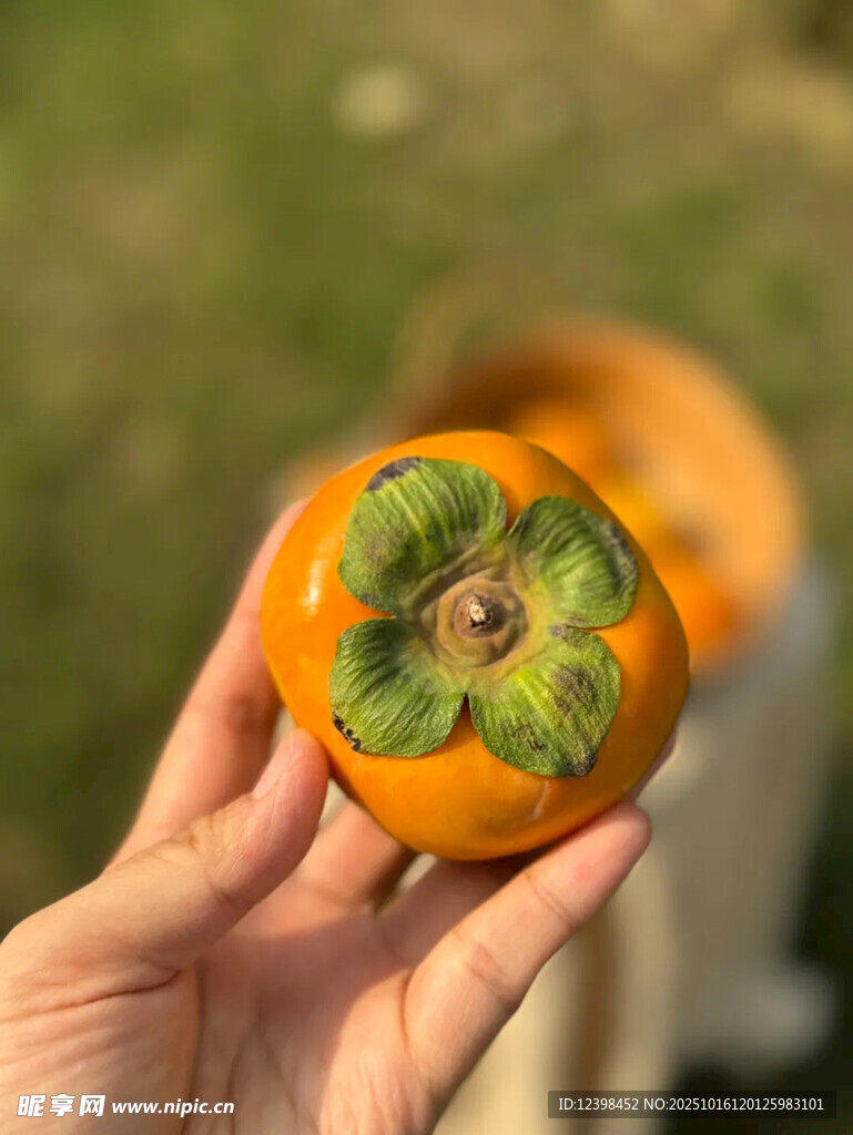 手捧新鲜柿子特写