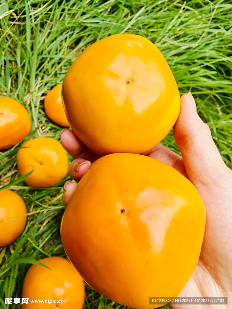 手捧鲜橙于翠绿草地间