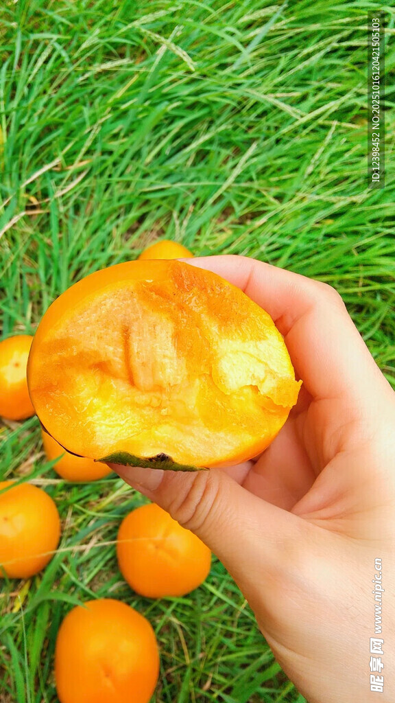 手捧鲜橙于翠绿草地