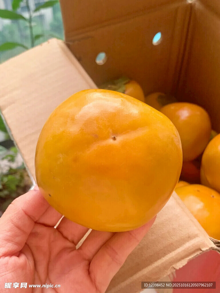 手捧新鲜橙黄色柿子