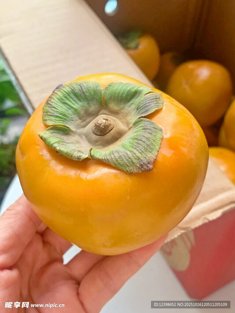 手捧鲜橙柿子特写