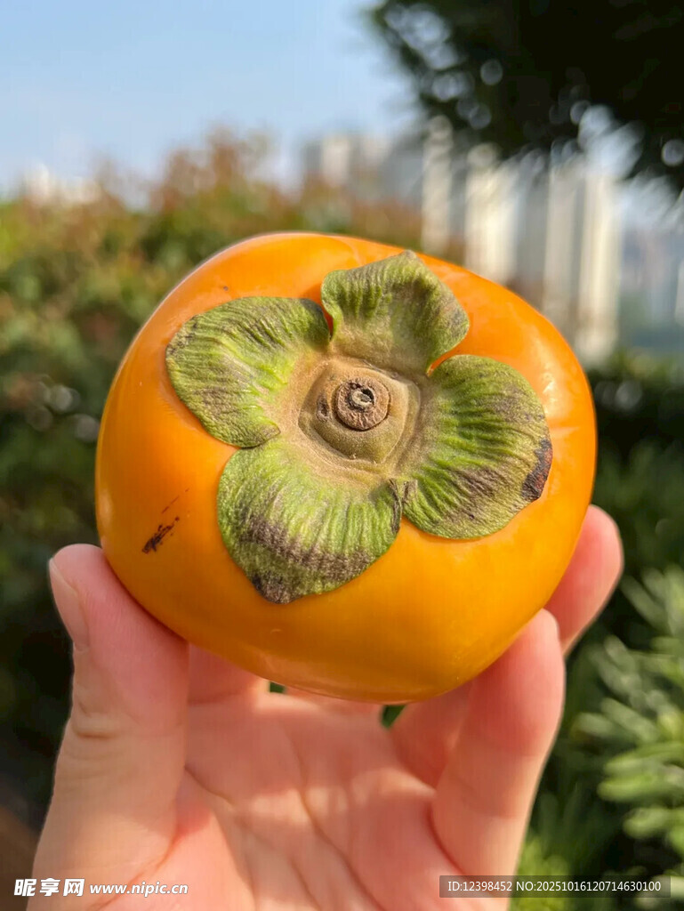 手捧鲜橙柿子