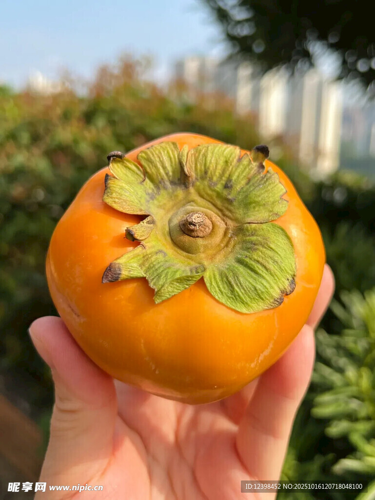 手捧鲜橙柿子
