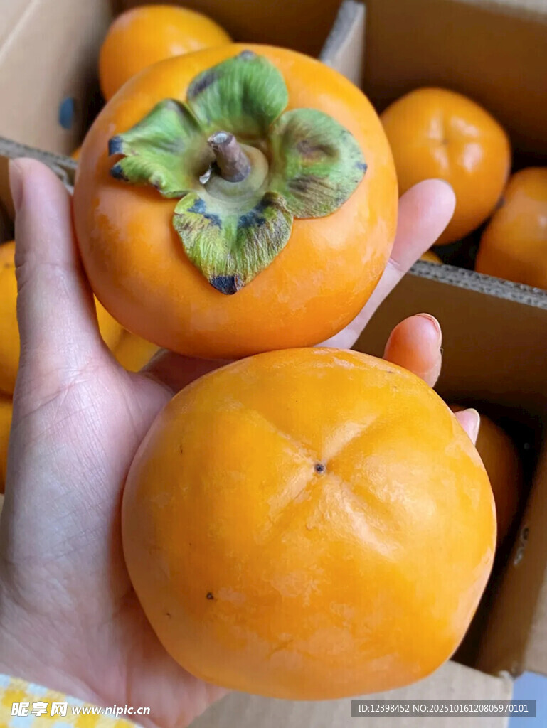 手捧新鲜橙黄柿子