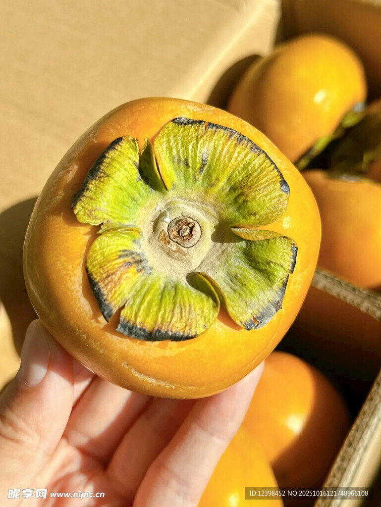 手捧新鲜柿子特写