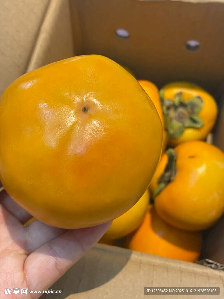 手捧鲜橙柿子于纸箱中
