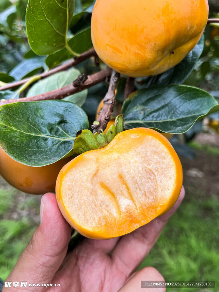 鲜摘柿子