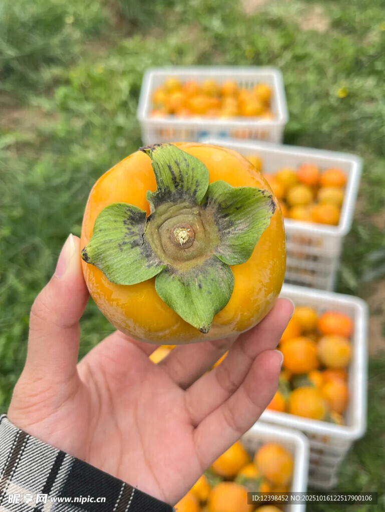 手捧新鲜柿子