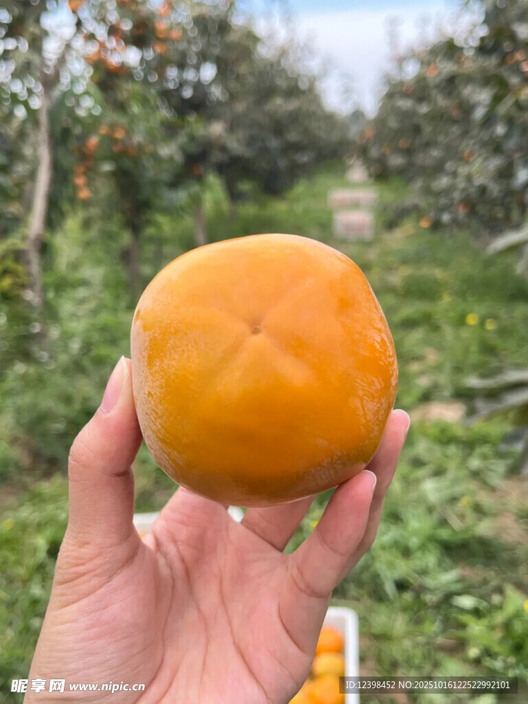 手中的新鲜黄橙橙大柿子