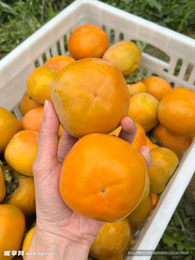 手捧鲜橙柿子满满一筐