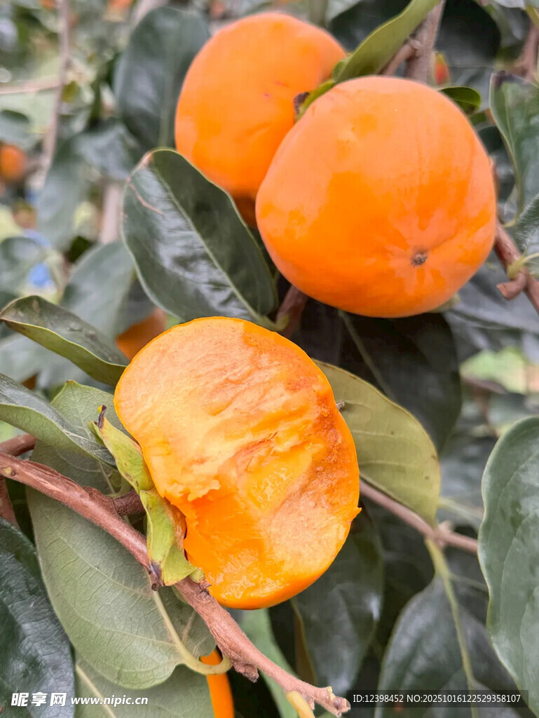 枝头饱满诱人的新鲜柿子