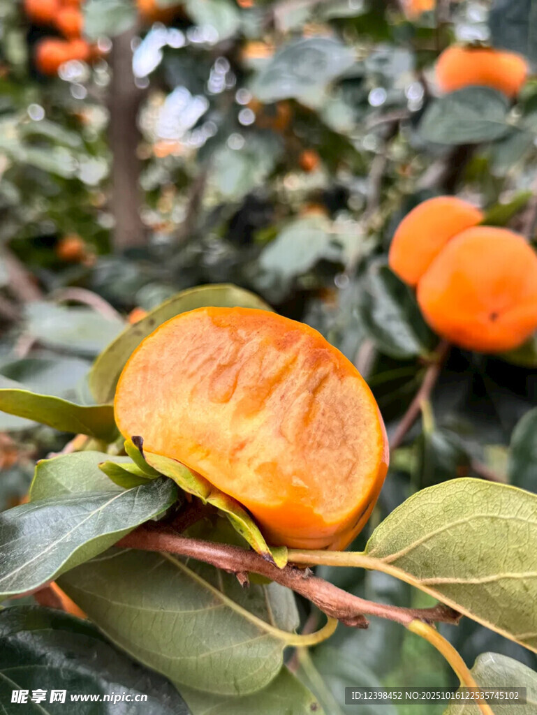 枝头鲜柿