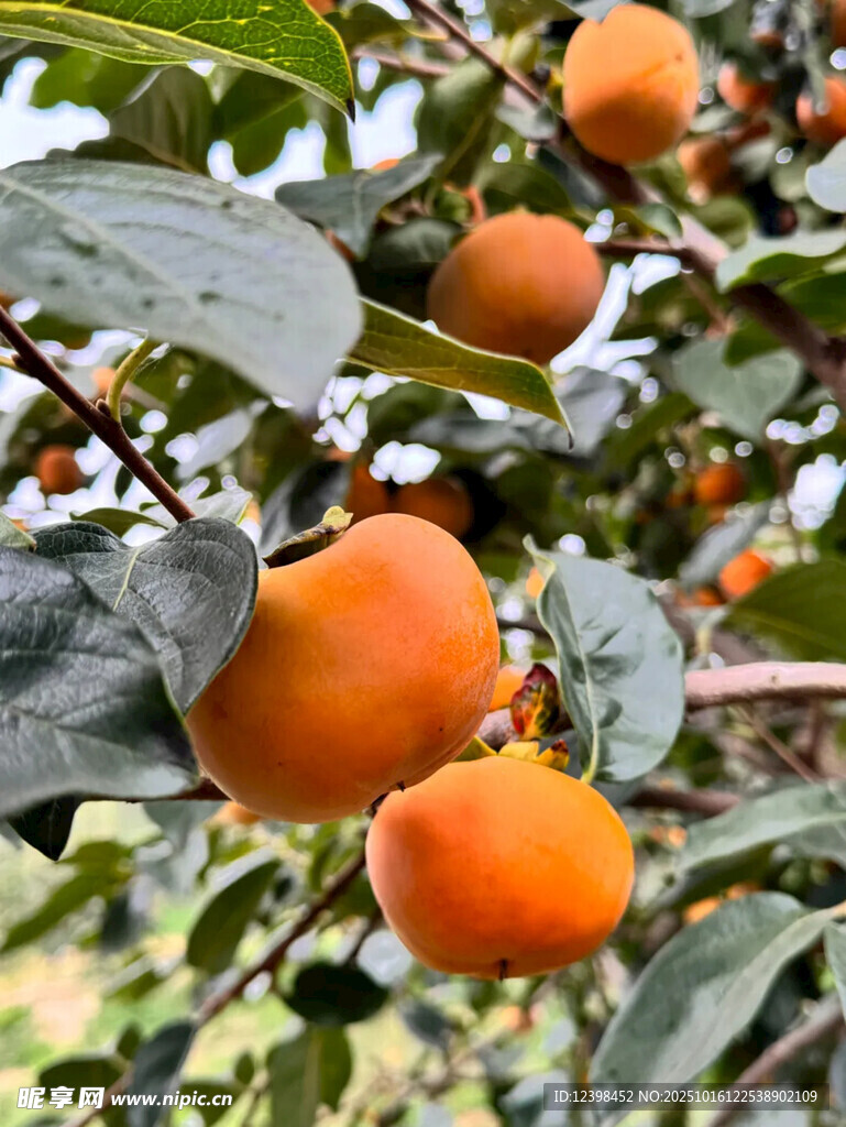 枝头挂着饱满的成熟柿子