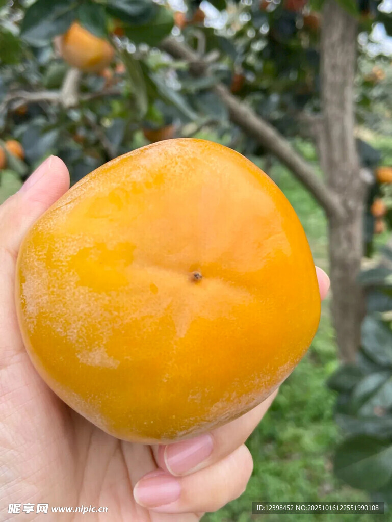 手捧金黄饱满的新鲜柿子