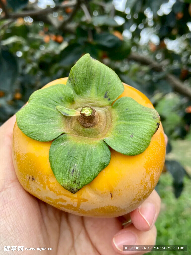 手捧鲜摘的青皮柿子
