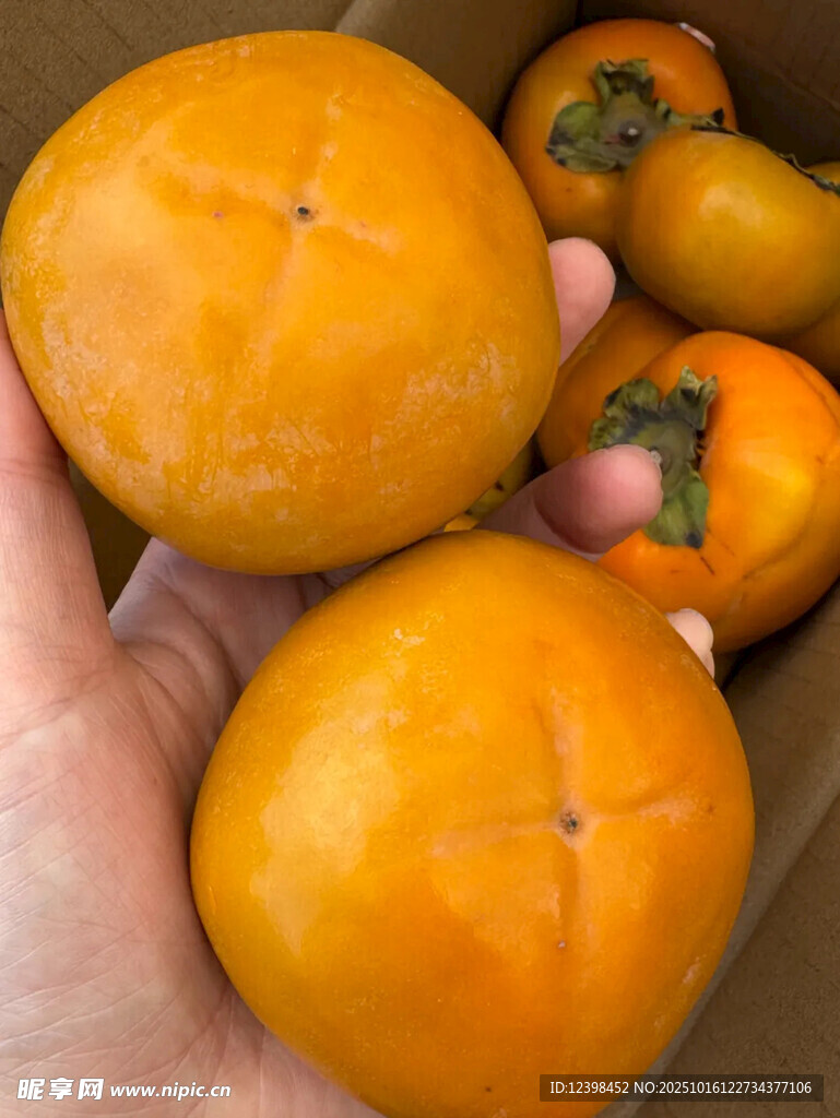 手捧新鲜饱满的甜柿子