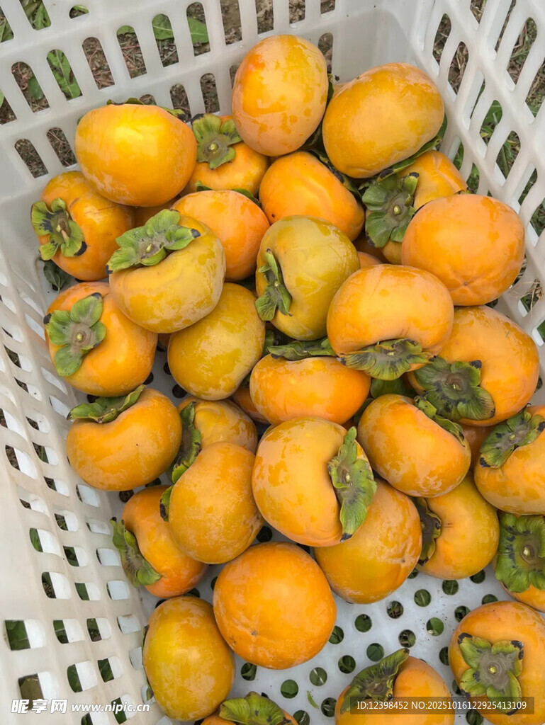 白色筐中饱满的新鲜柿子