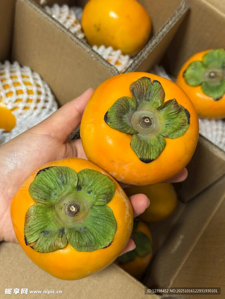 手捧新鲜柿子